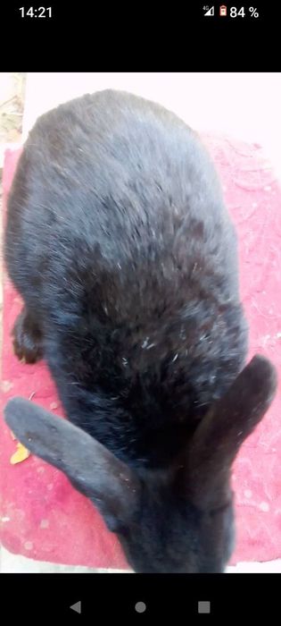 Quyon arzon sogʻlom