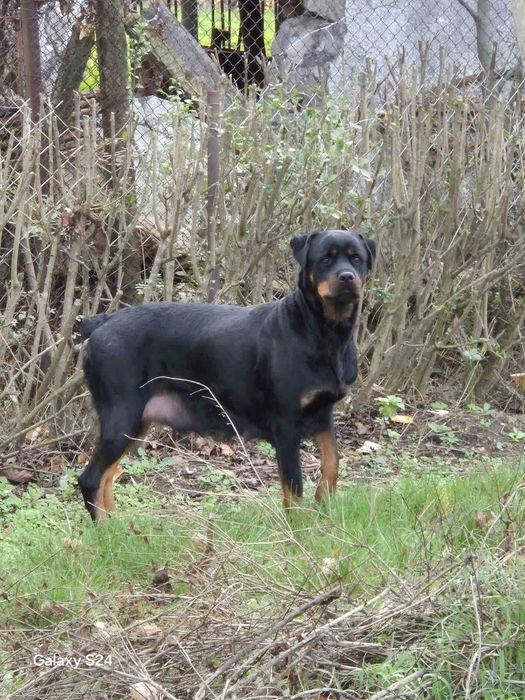 Новородени ротвайлери