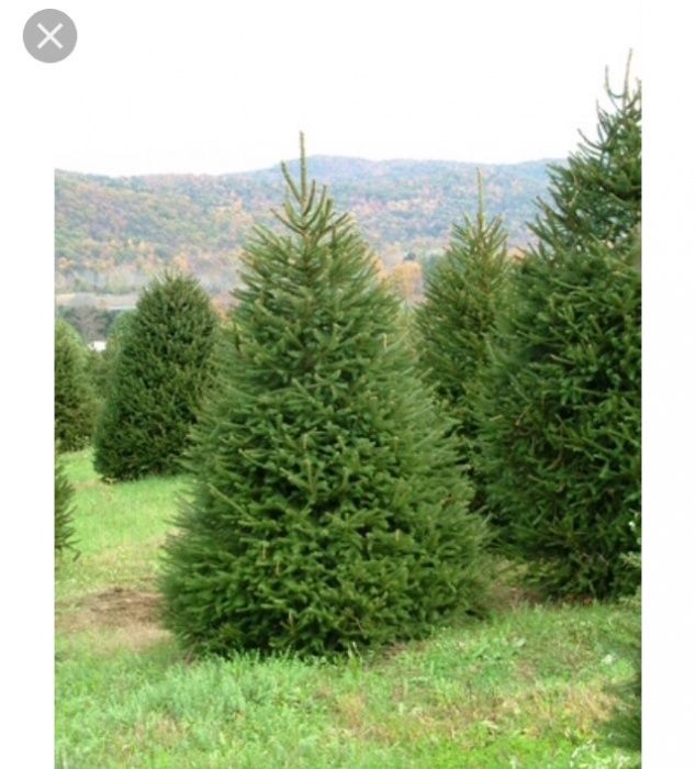 Саженцы Ели Астана