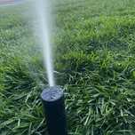 Gazon rulou plante ornamentale
