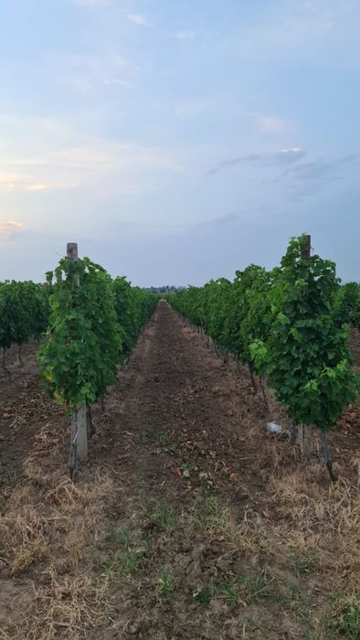 Vand vie in zona Carliglele/ Dalhauti