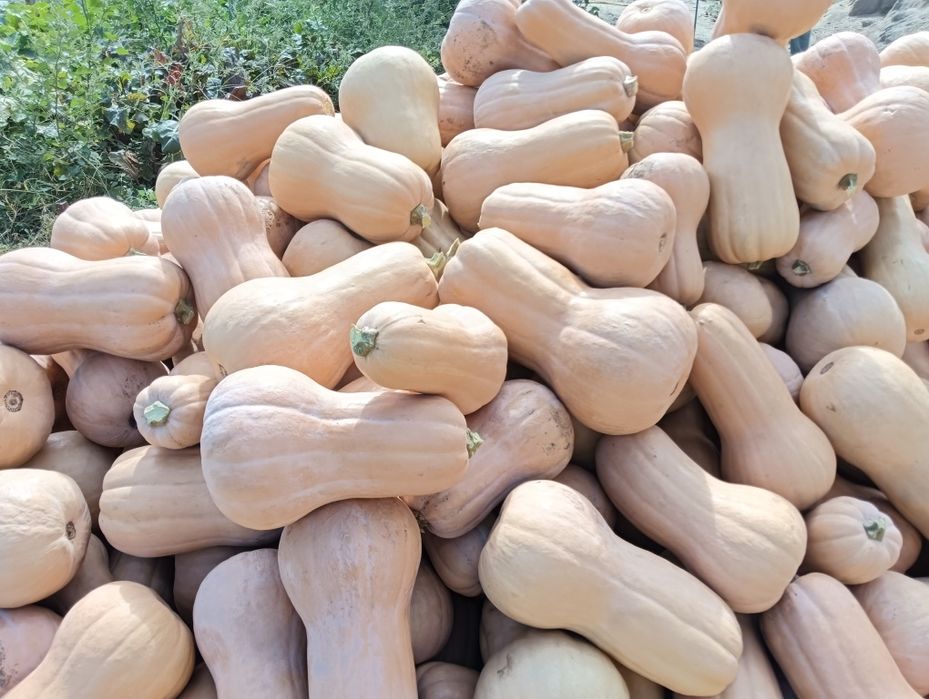 Vânzare dovleci plăcintari