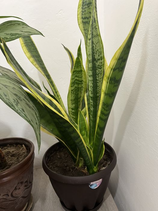 Продам комнатные цветы