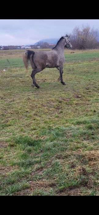 Iapa 5 ani pur sange arab