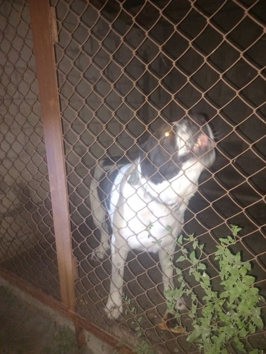 Вязка Алабай кабель