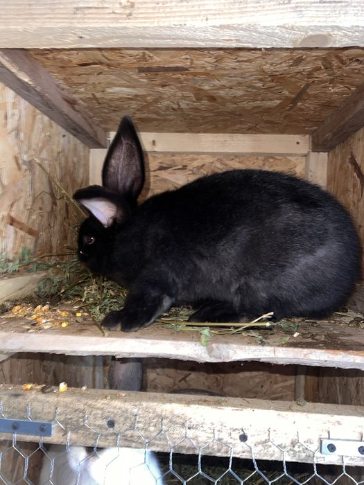 Iepuroaica metisi uriasi german