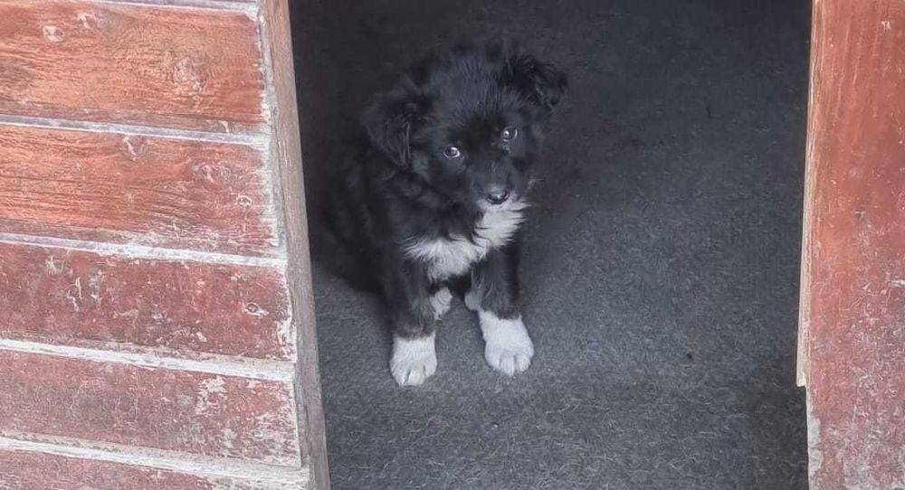 Donez catelus jucaus