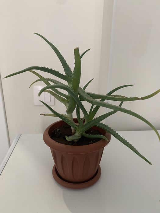 Комнатные растения. Алое