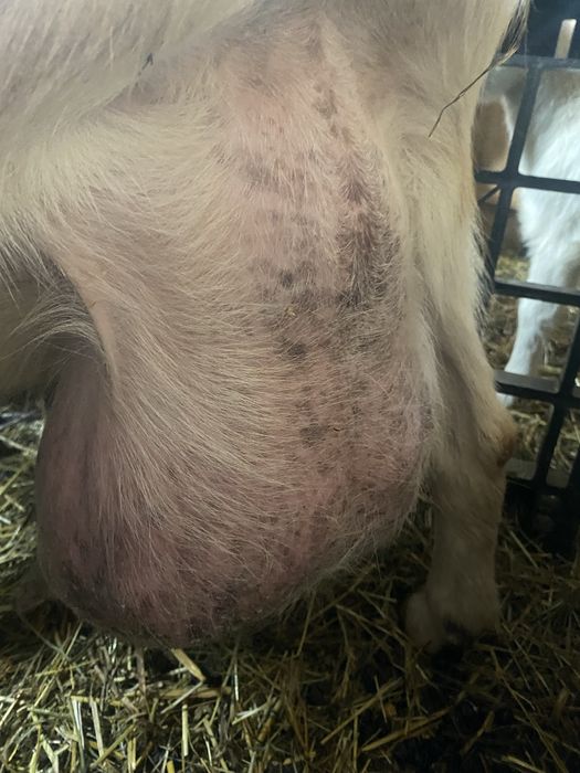 Vand iada din capra buna