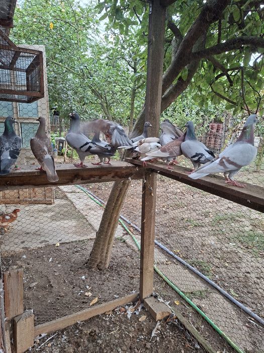 Vand 12 perechi de porumbei voiajori