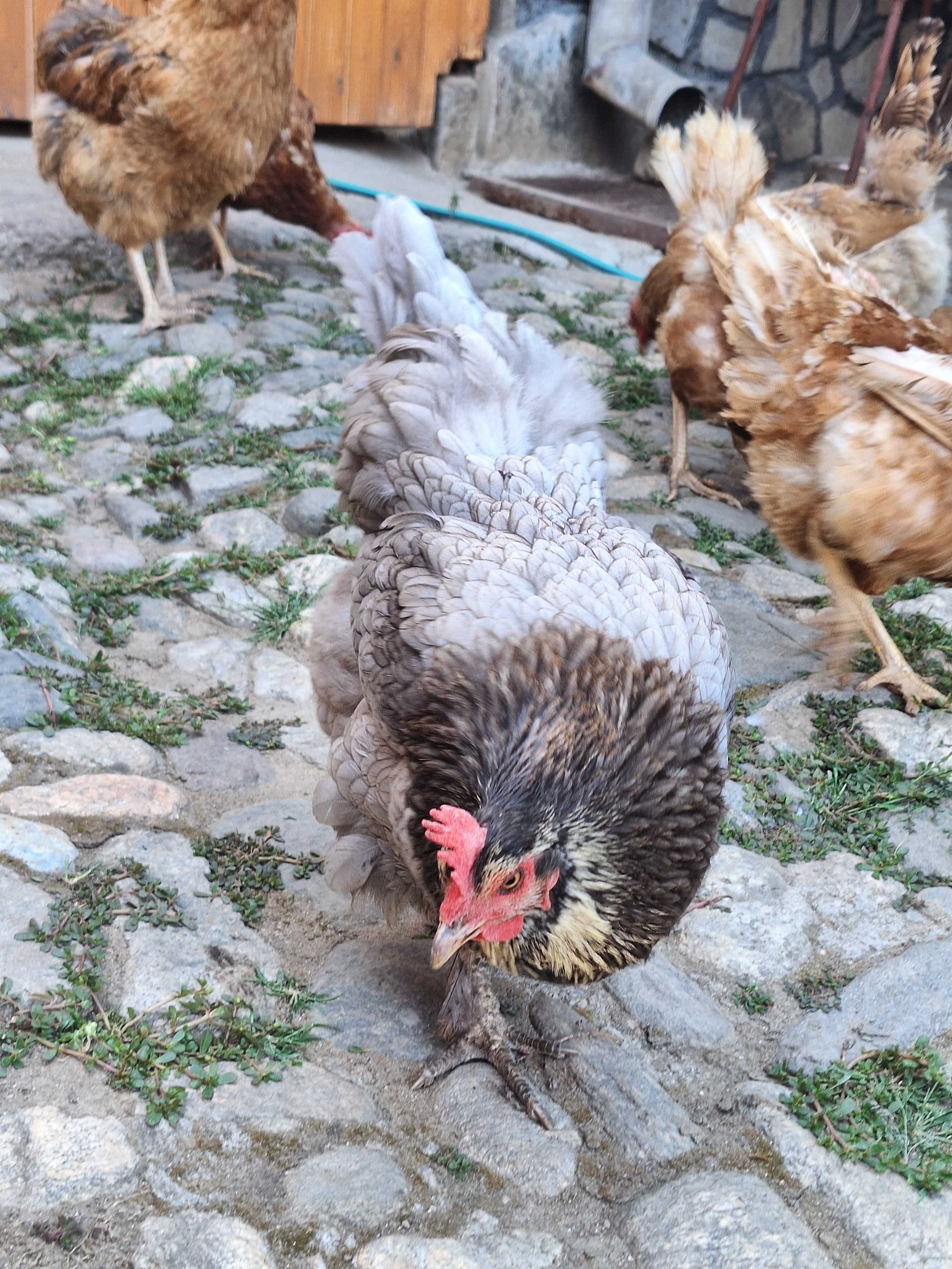 Cocoș și găină de vânzare