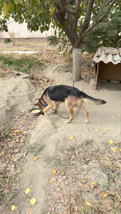 Продается чистокровная немецкая овчарка