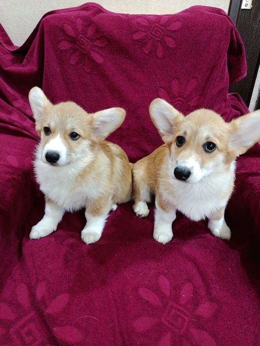 Щенки корги чистокровные