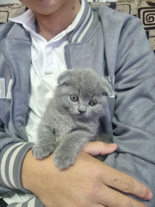 Продаётся котёнок Британский