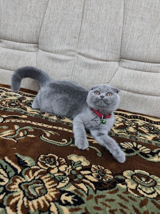 Шотланский Фолд Чистокровний