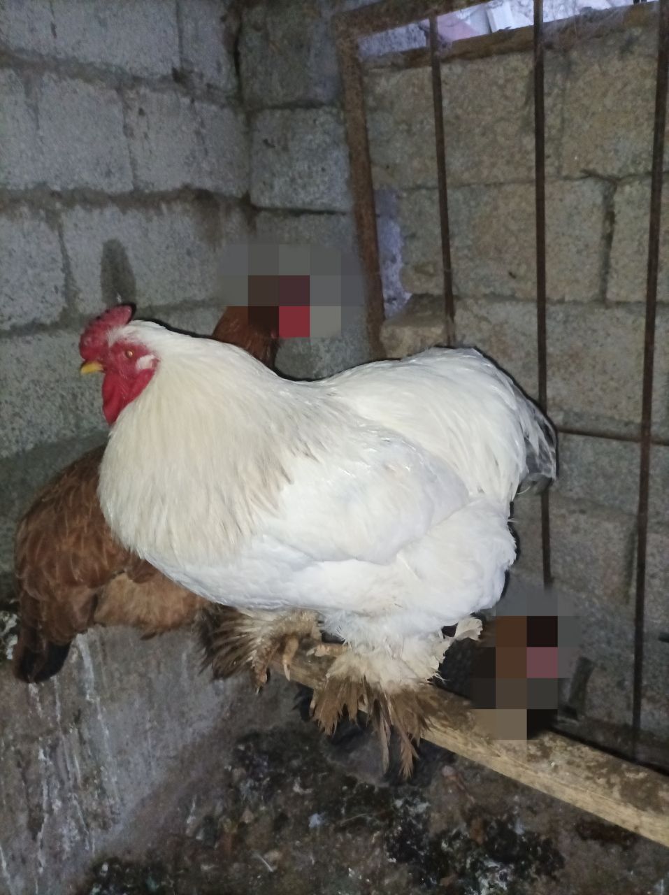 Продаётся 2 петуха БРАМА