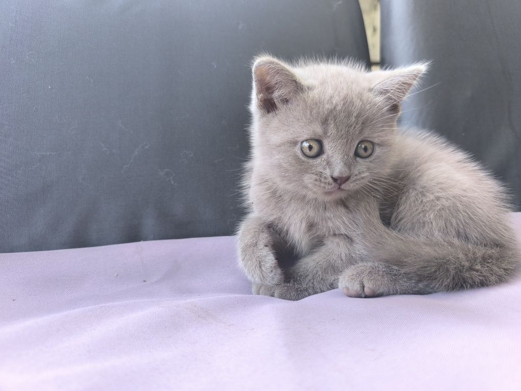 Британски котенца