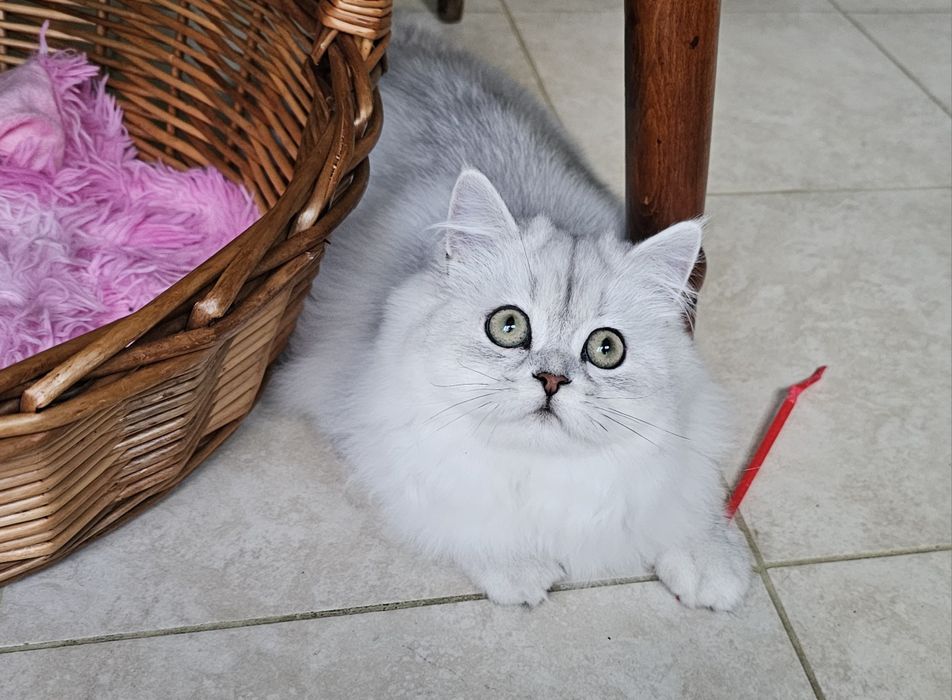 Британски дългокосмести котенца