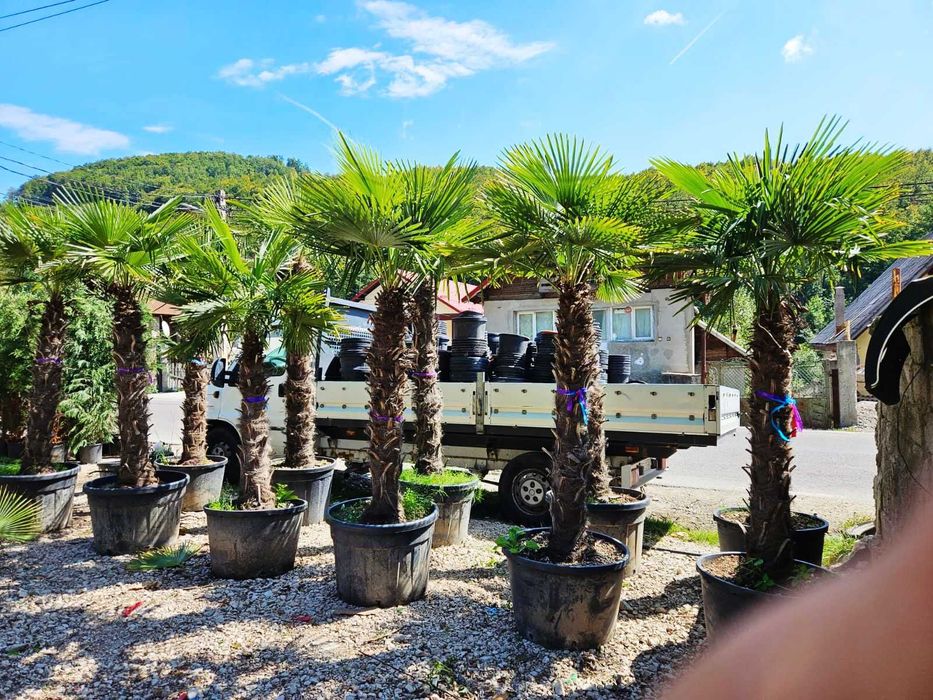 Plante ornamentale pentru proiecte peisagistice de succes
