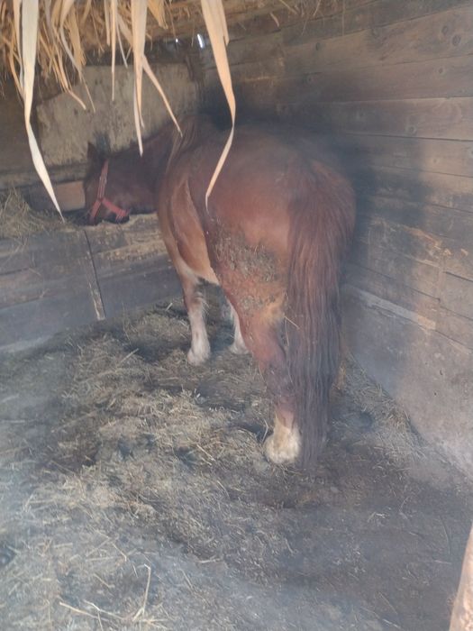 Vând iapa de 5 spre 6 ani !