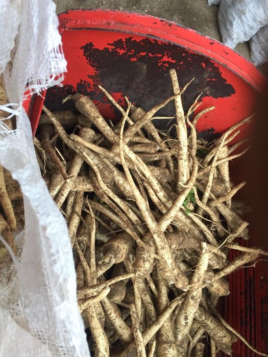 Ceapa pastarnac pătrunjel morcov țelină