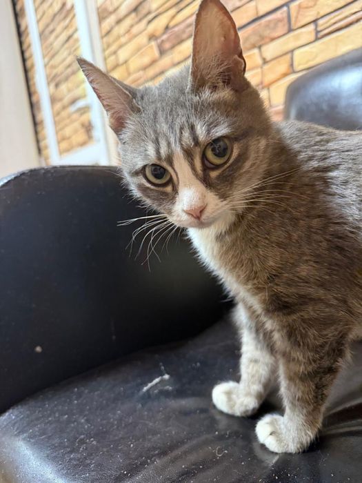 Отдам котят в хорошие руки