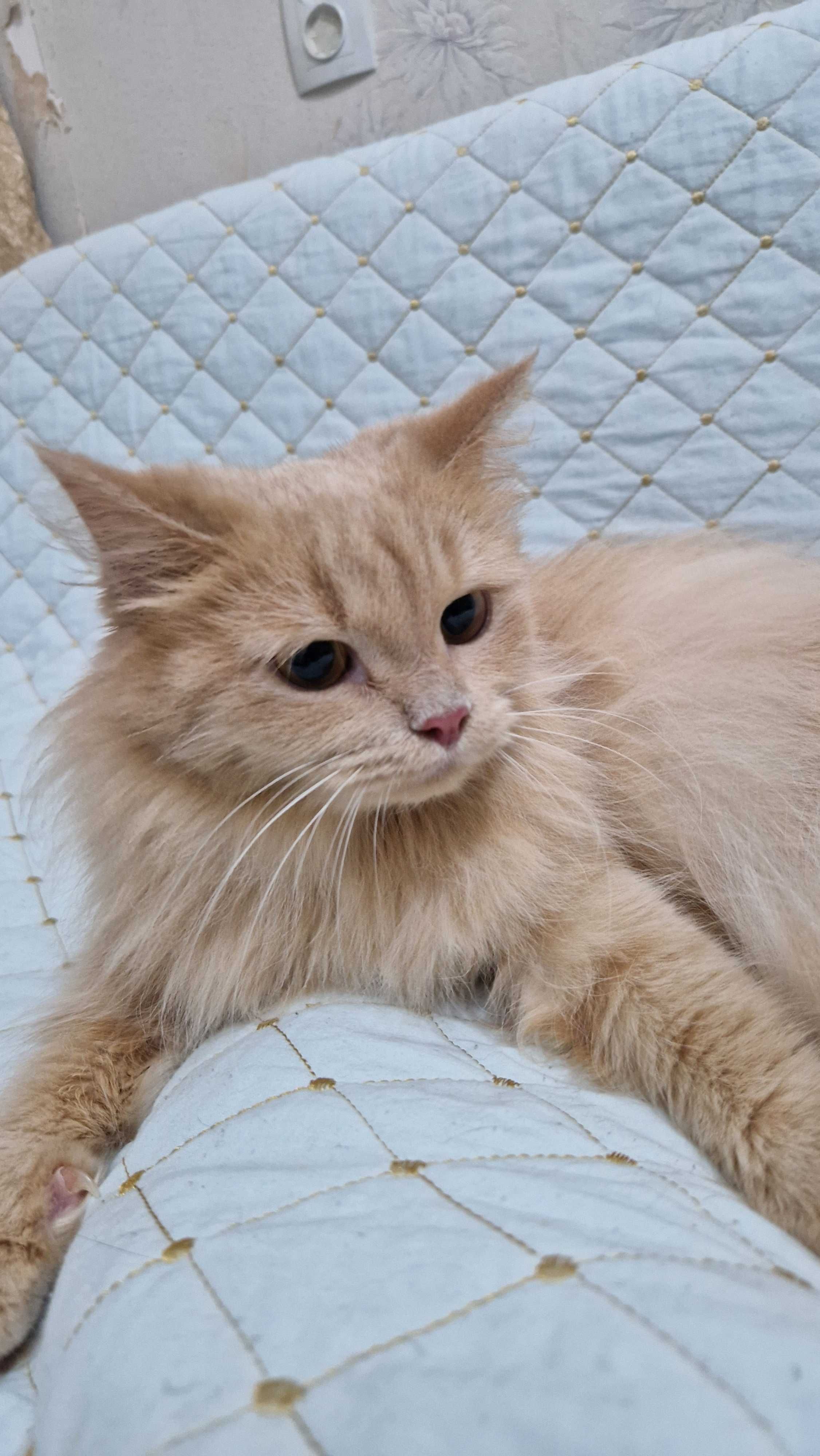 Котёнок-девочка Сонечка ищет дом и надёжных хозяев