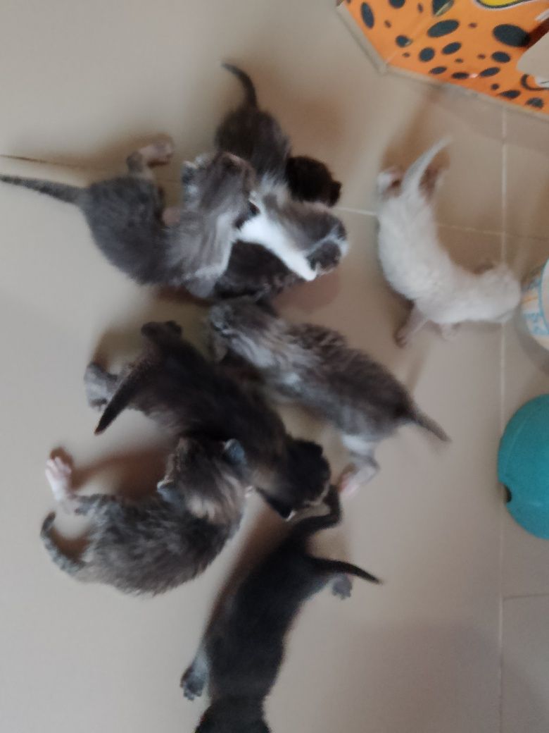 Котята. Породистый
