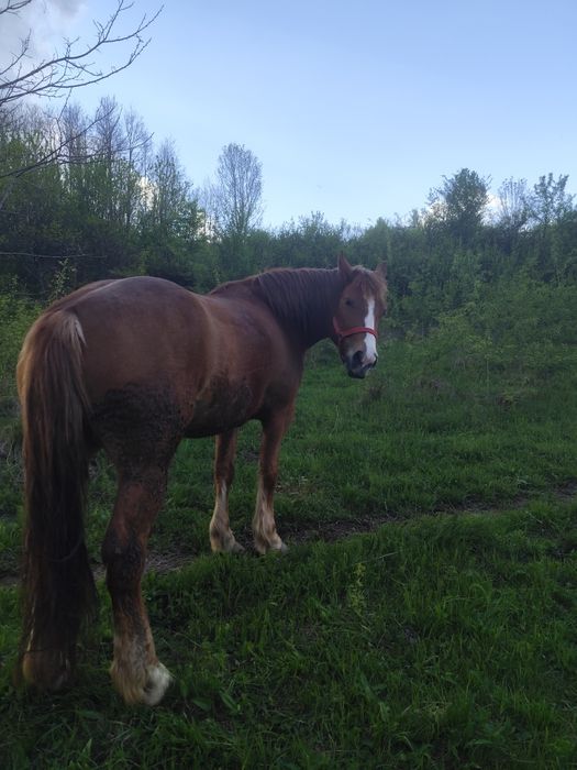 Vând mânză de 3 ani