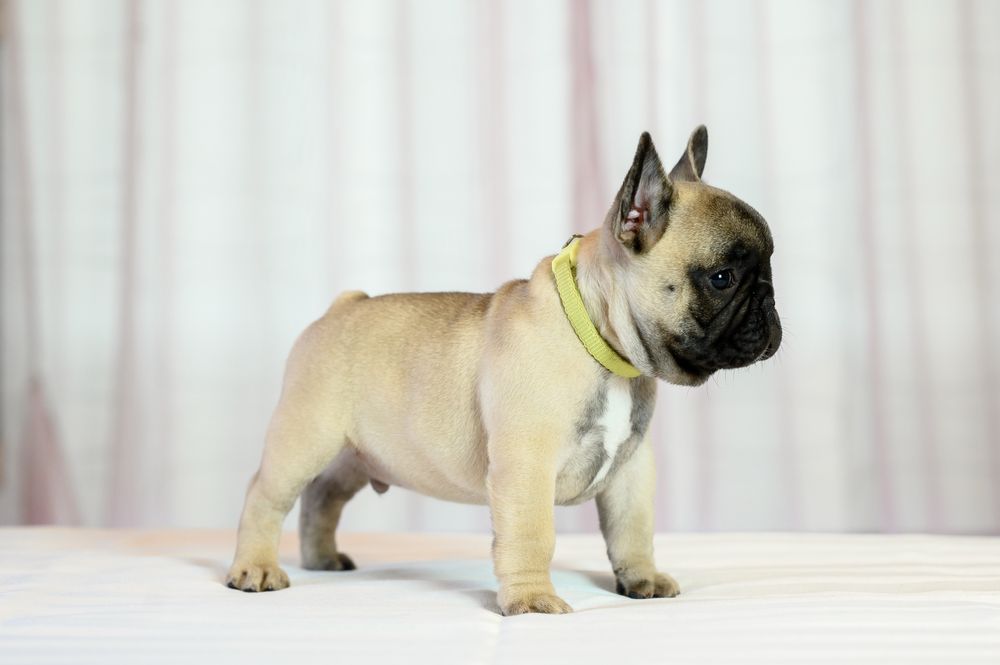 Baiat bulldog francez