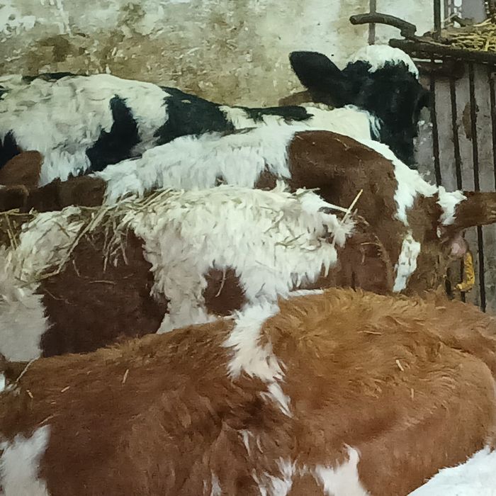 Taurasi și vitele baltati