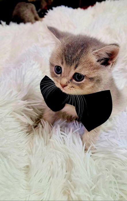 Vand pisici british shortair