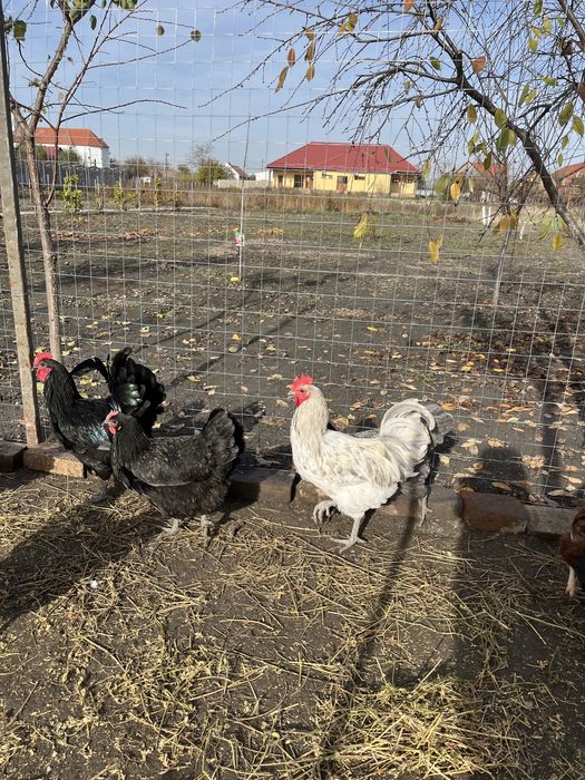 Cocos rasa australorp