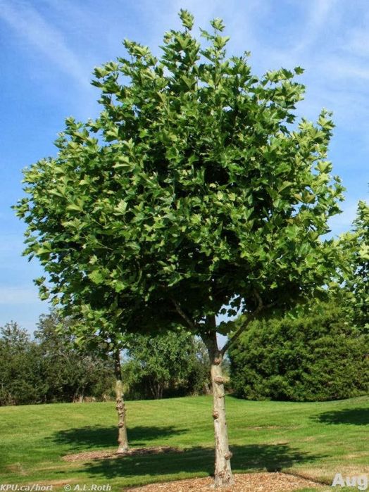 Pomi ornamentali  platan englezesc