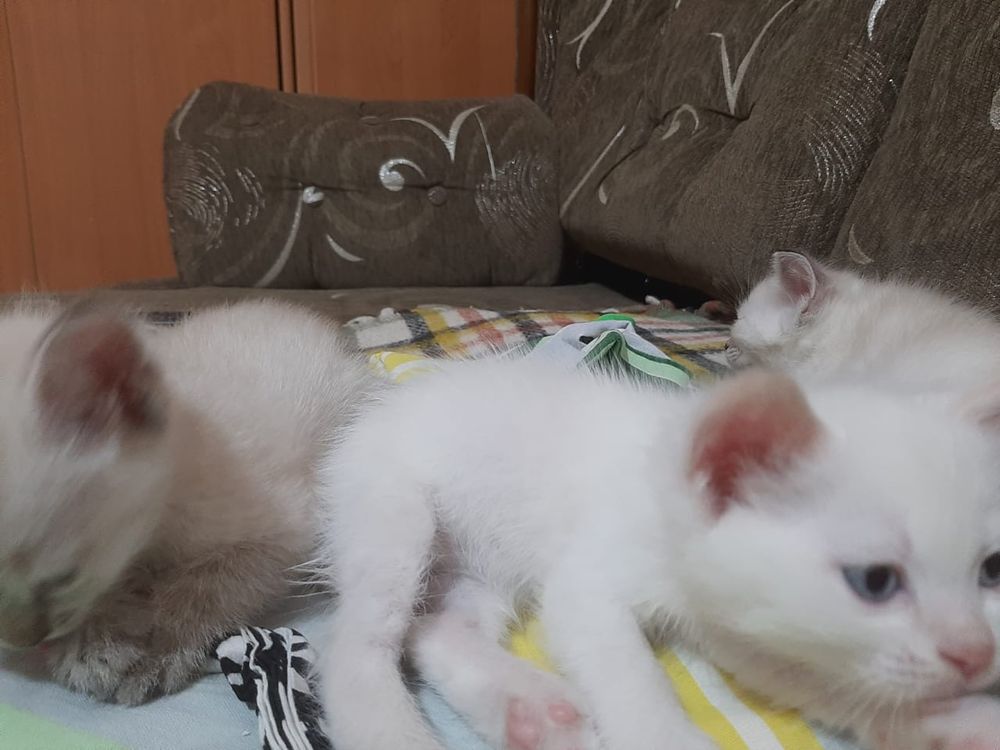 Котенок ищет дом!
