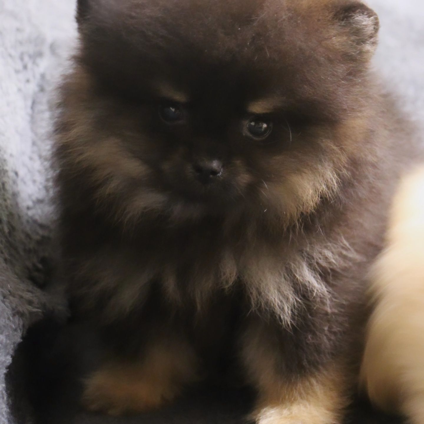 Развъдник Померан Golden Pom - мъжки померан