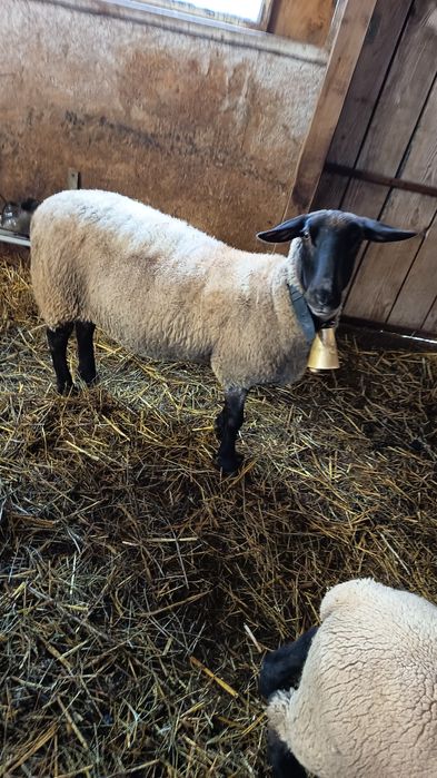 Vand  2 mielute suffolk