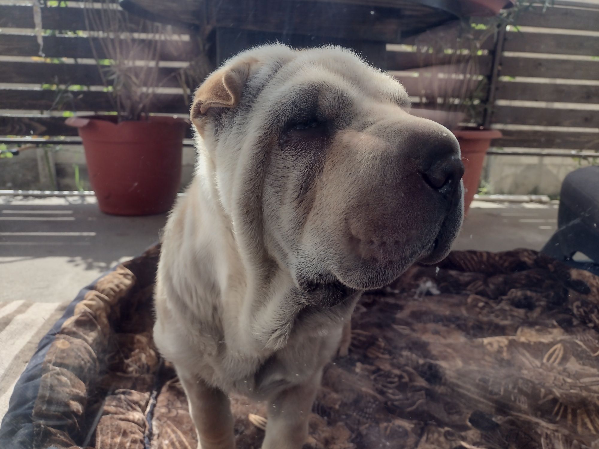 Puiut de shar pei