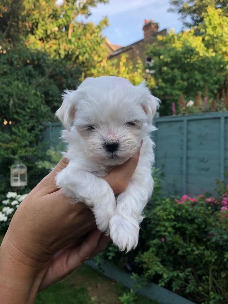 Bichon maltez. .