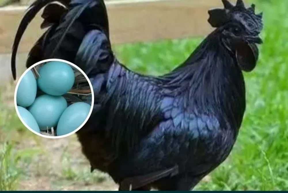 Uxay yul zotli xorozlari sotiladi
