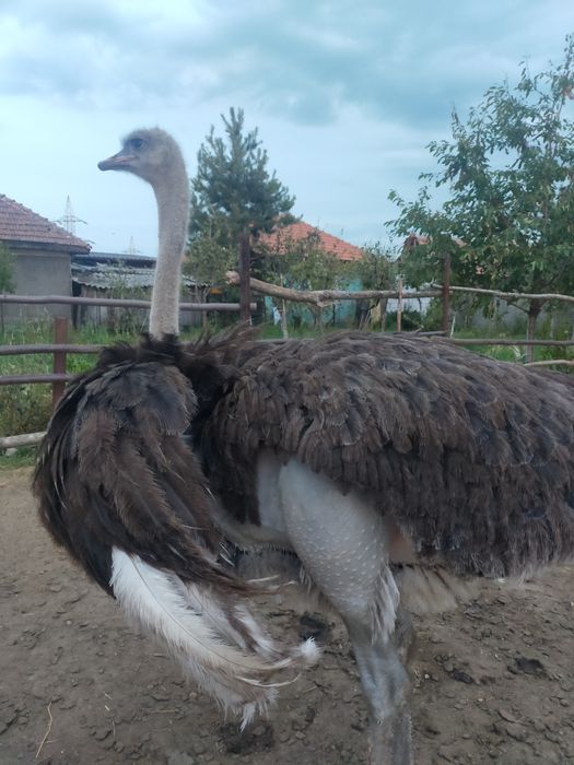Struți masculi ,crescuți după rețeta