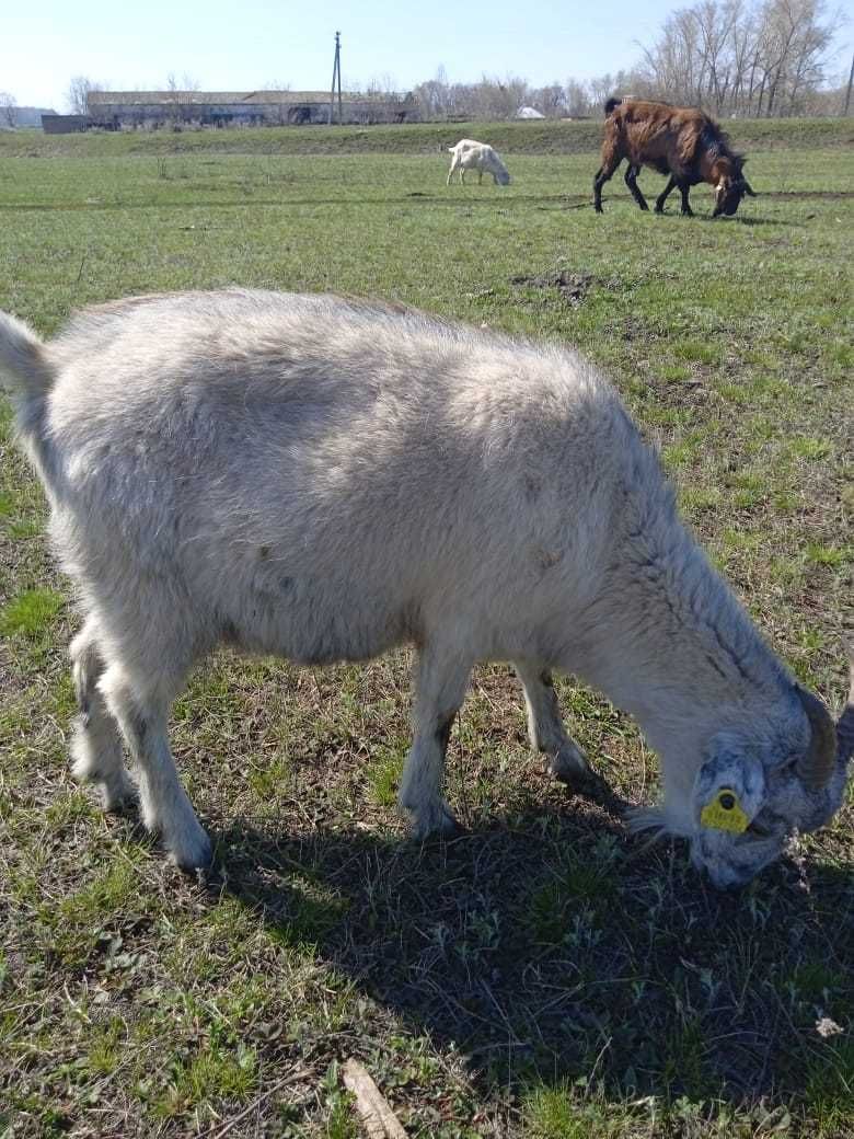 продам молоденькую козочку(котная)