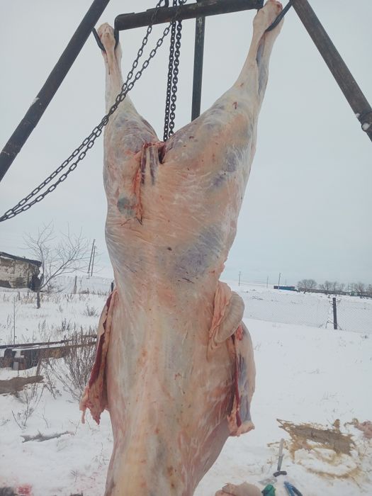 Согым сатам Жылкы сыйыр жас малдар