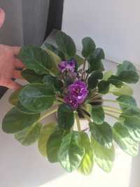 Фиалка (первое фото, это основное, материнское растение)