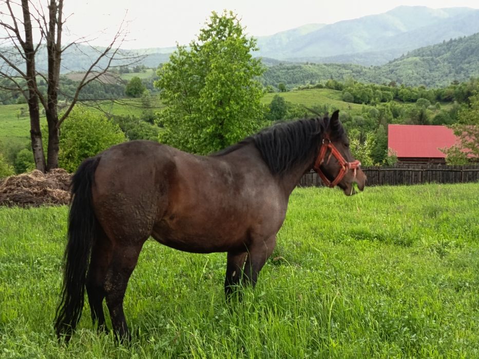 De vânzare, mânză de 2 ani