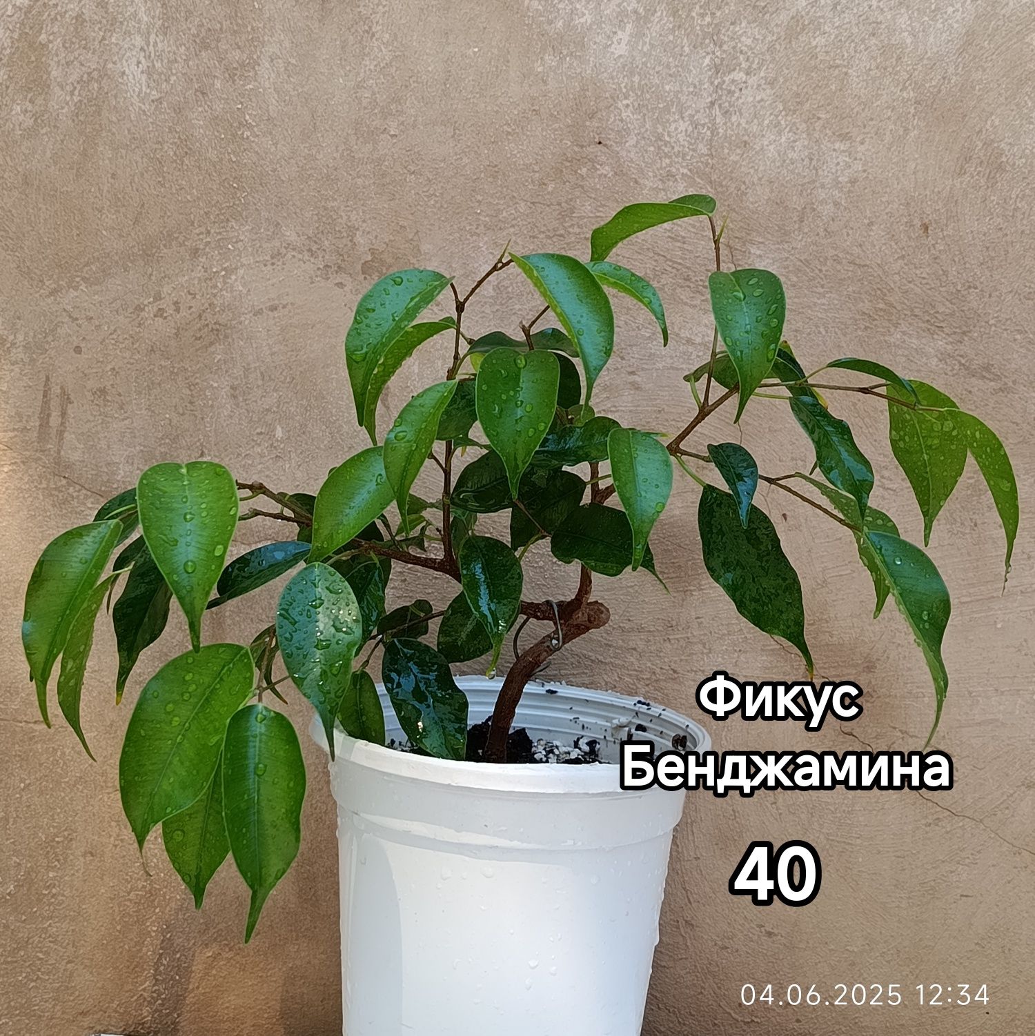 Продажа комнатных растений.