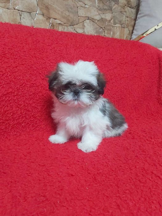 Pui shih-tzu alb-maro