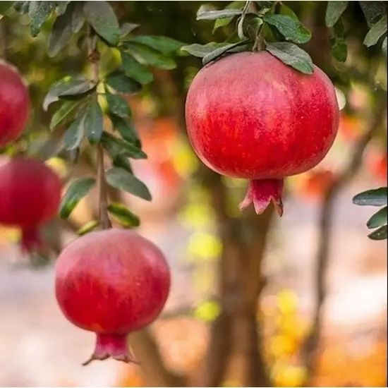 Pomi Fructiferi  exotici  soiuri de Rodiu