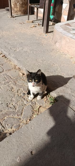 Отдам хорошие руки