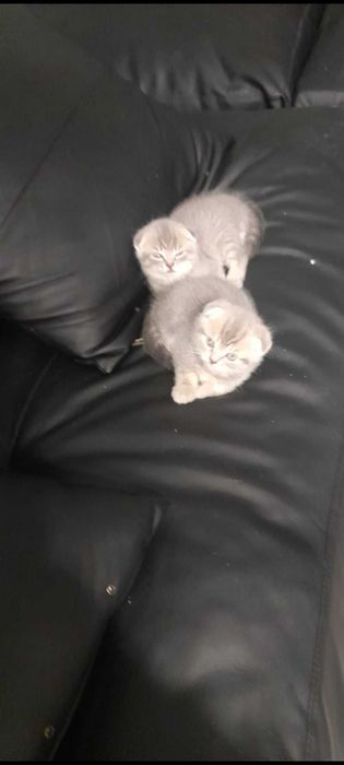 Шотландско клепоухо котенце